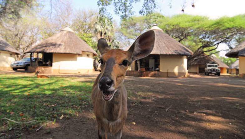 Kruger Letaba Dinner Drive